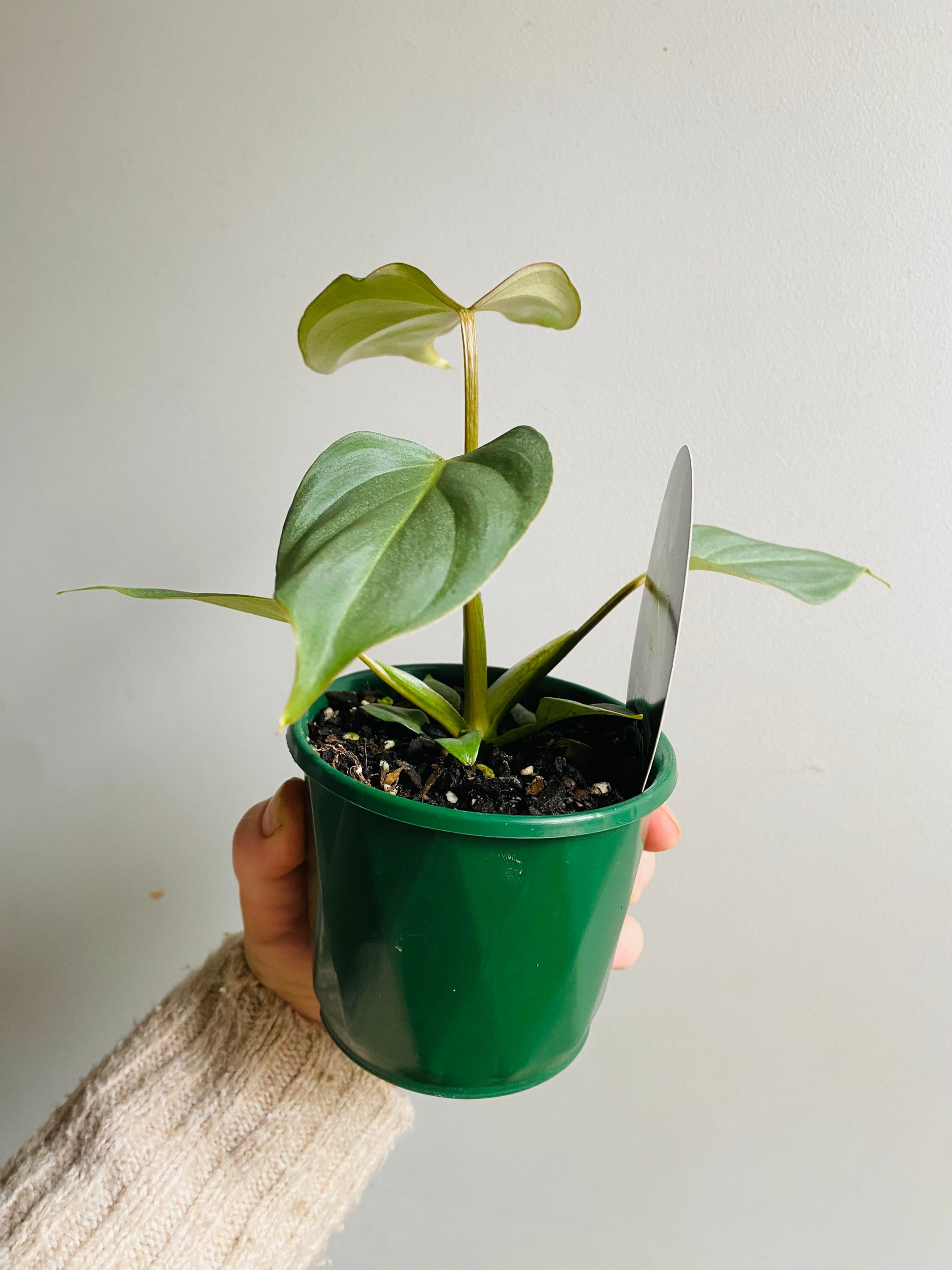 Philodendron gloriosum