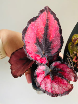 Begonia rex hybrid  'Fireworks' aka ‘Red Kiss’