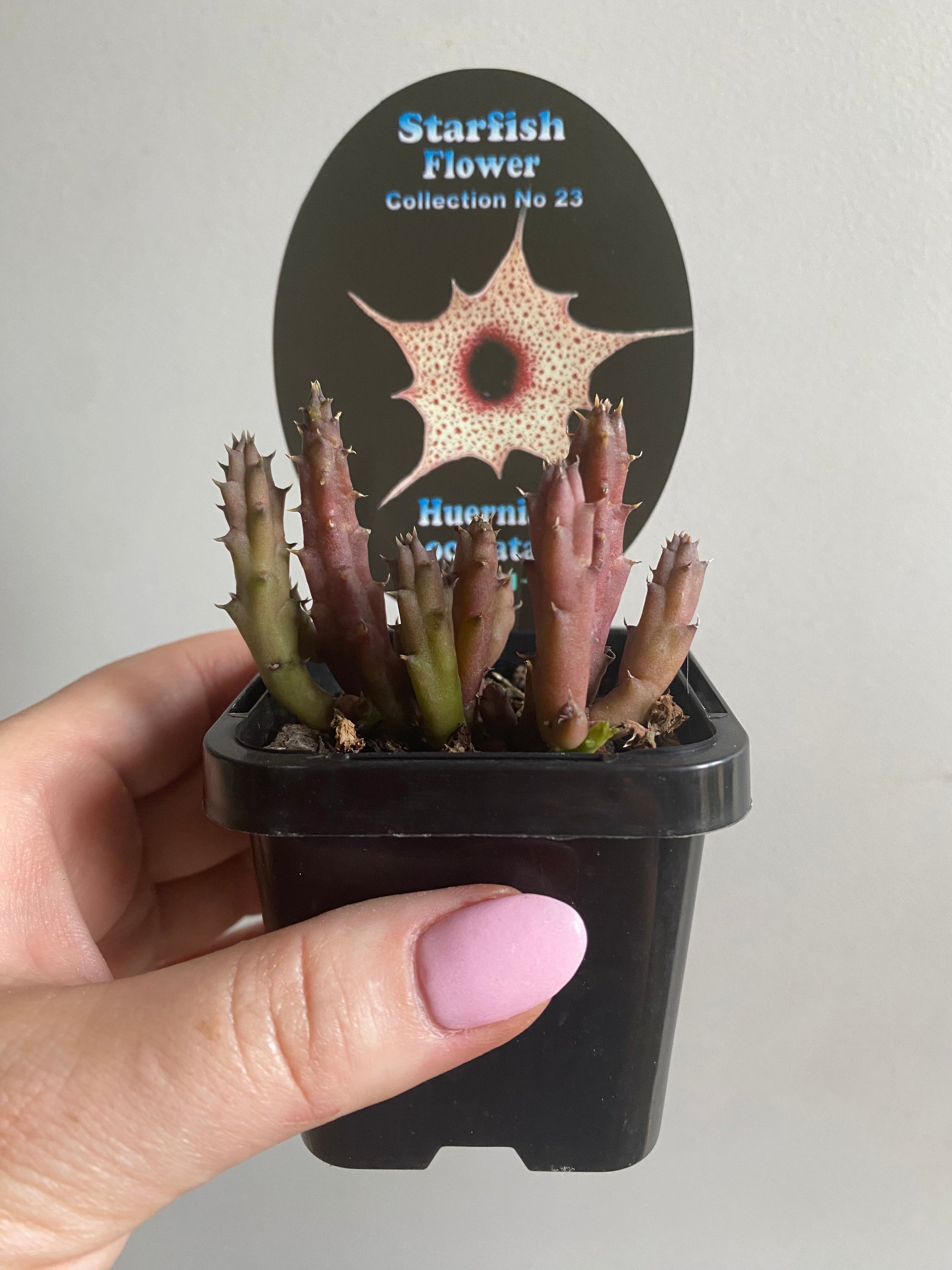 Huernia oculata - Starfish Flower Collection No. 23