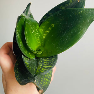 Sansevieria trifasciata - Whitney