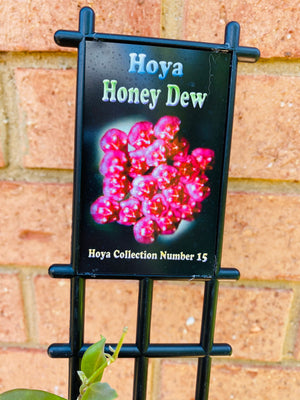 Hoya - Honey Dew Collection No. 15