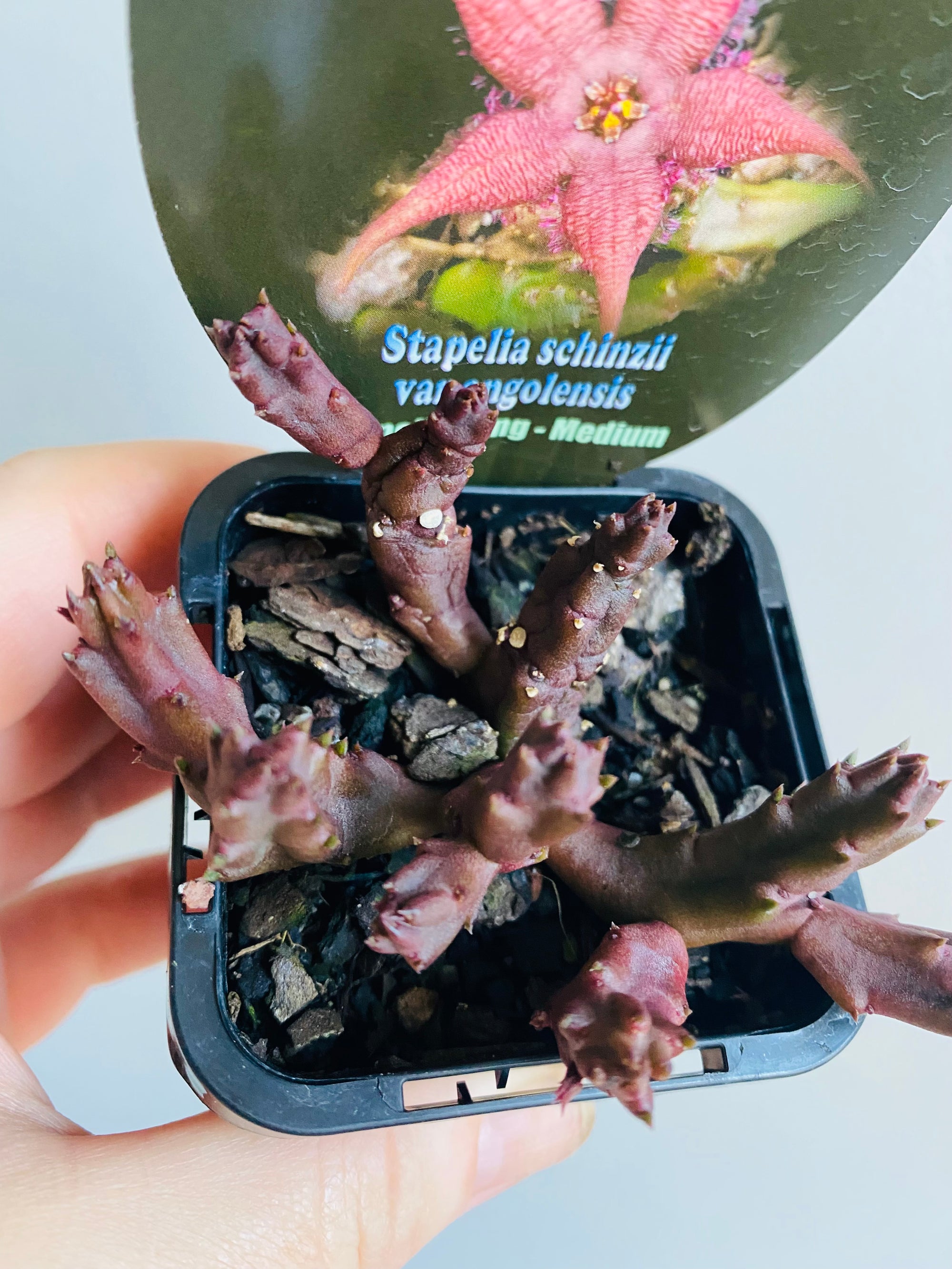 Stapella schinzi var angolensis - Starfish Flower Collection No. 93