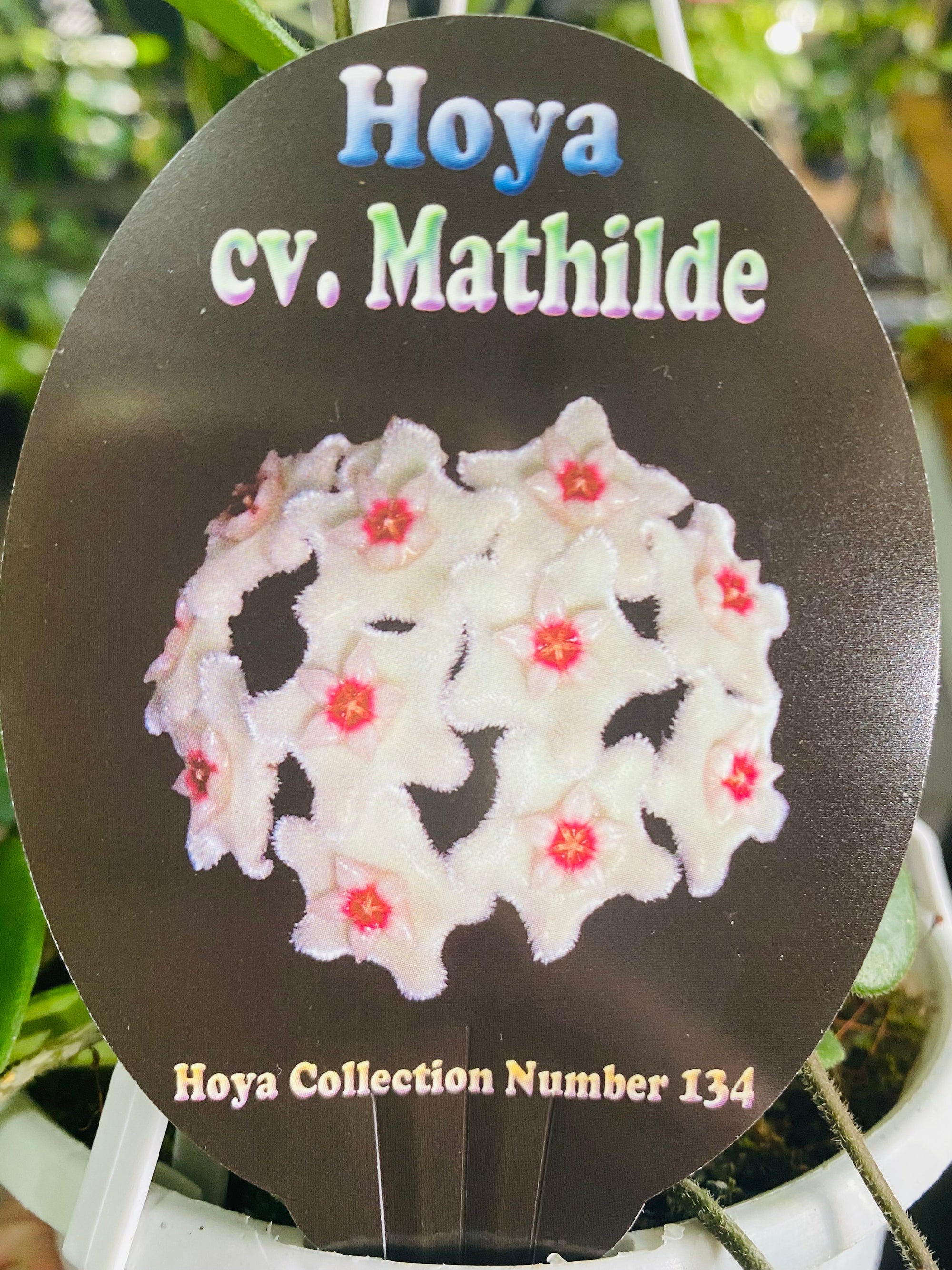Hoya - cv. Mathilde Collection No. 134