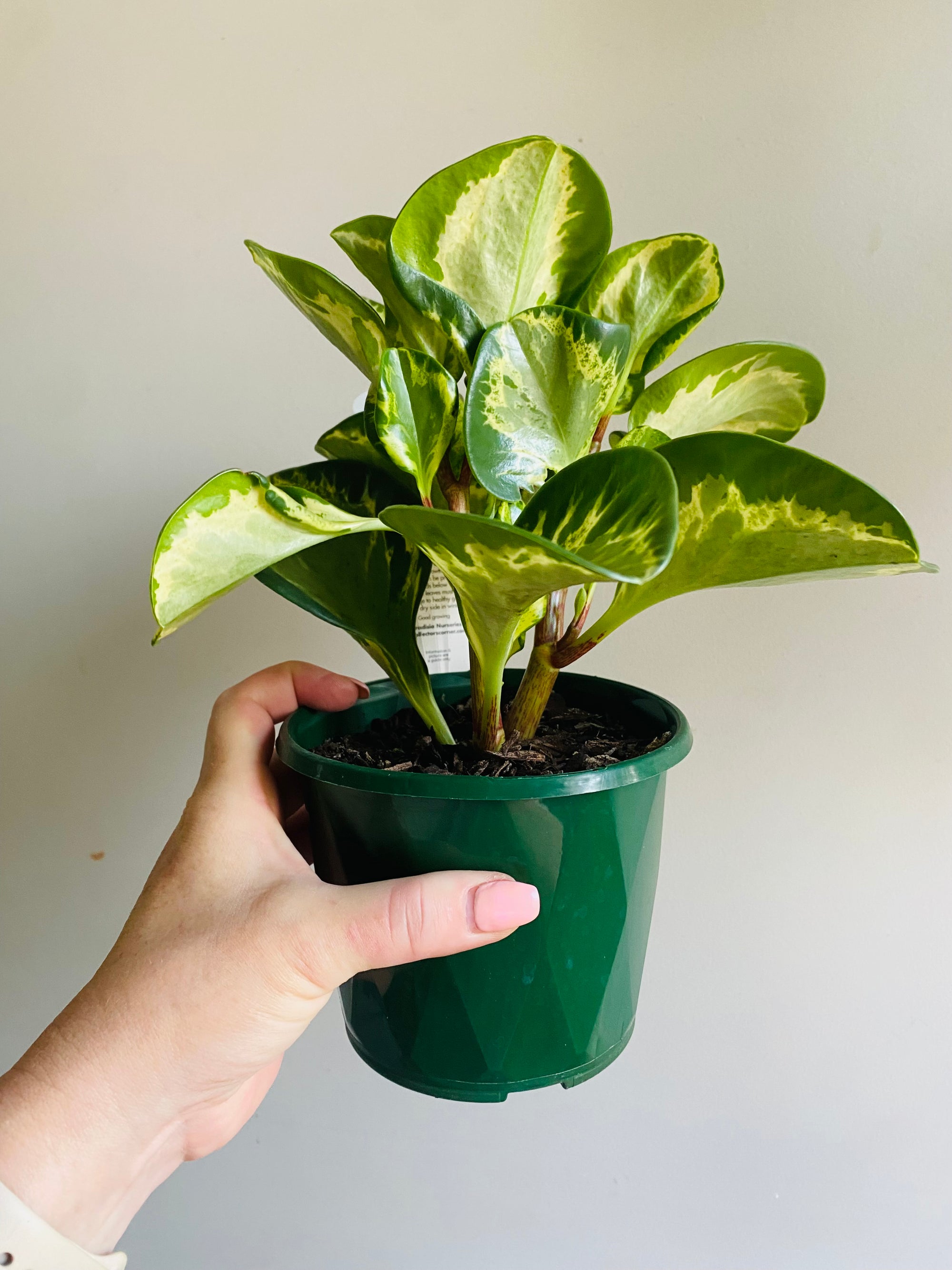 Peperomia obtusifolia - Speckled Marble