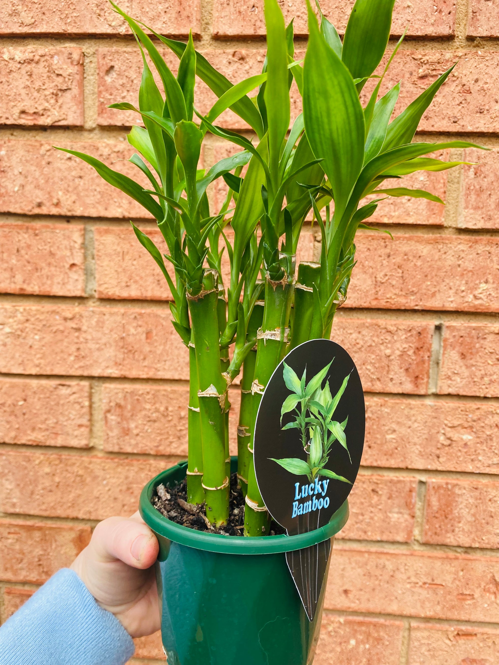 Dracaena sanderiana - Lucky Bamboo (8 Canes)