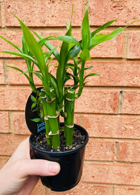 Dracaena sanderiana - Lucky Bamboo (5 Canes)