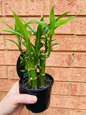 Dracaena sanderiana - Lucky Bamboo (5 Canes)