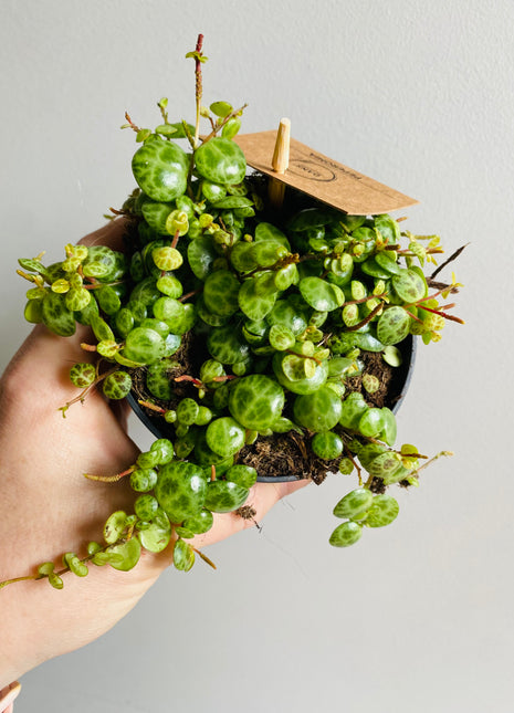 Peperomia prostrata - String of Turtles aka Jade Necklace