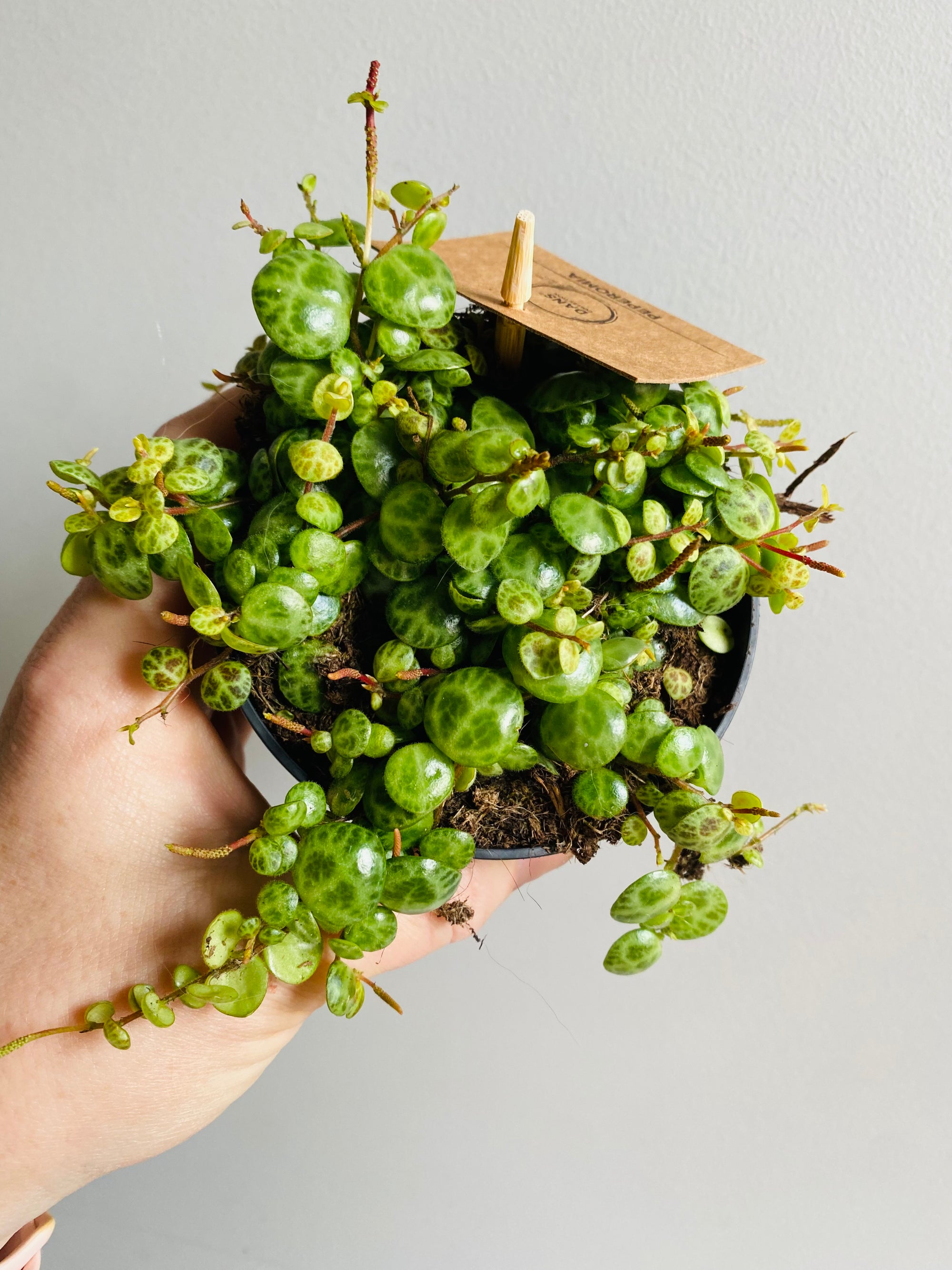 Peperomia prostrata - String of Turtles aka Jade Necklace