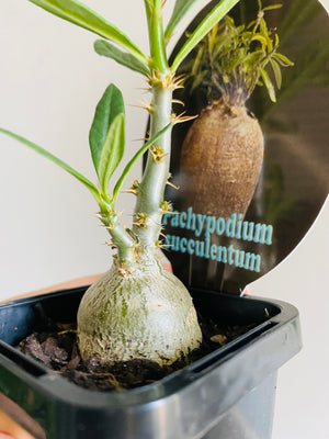 Pachypodium succulentum