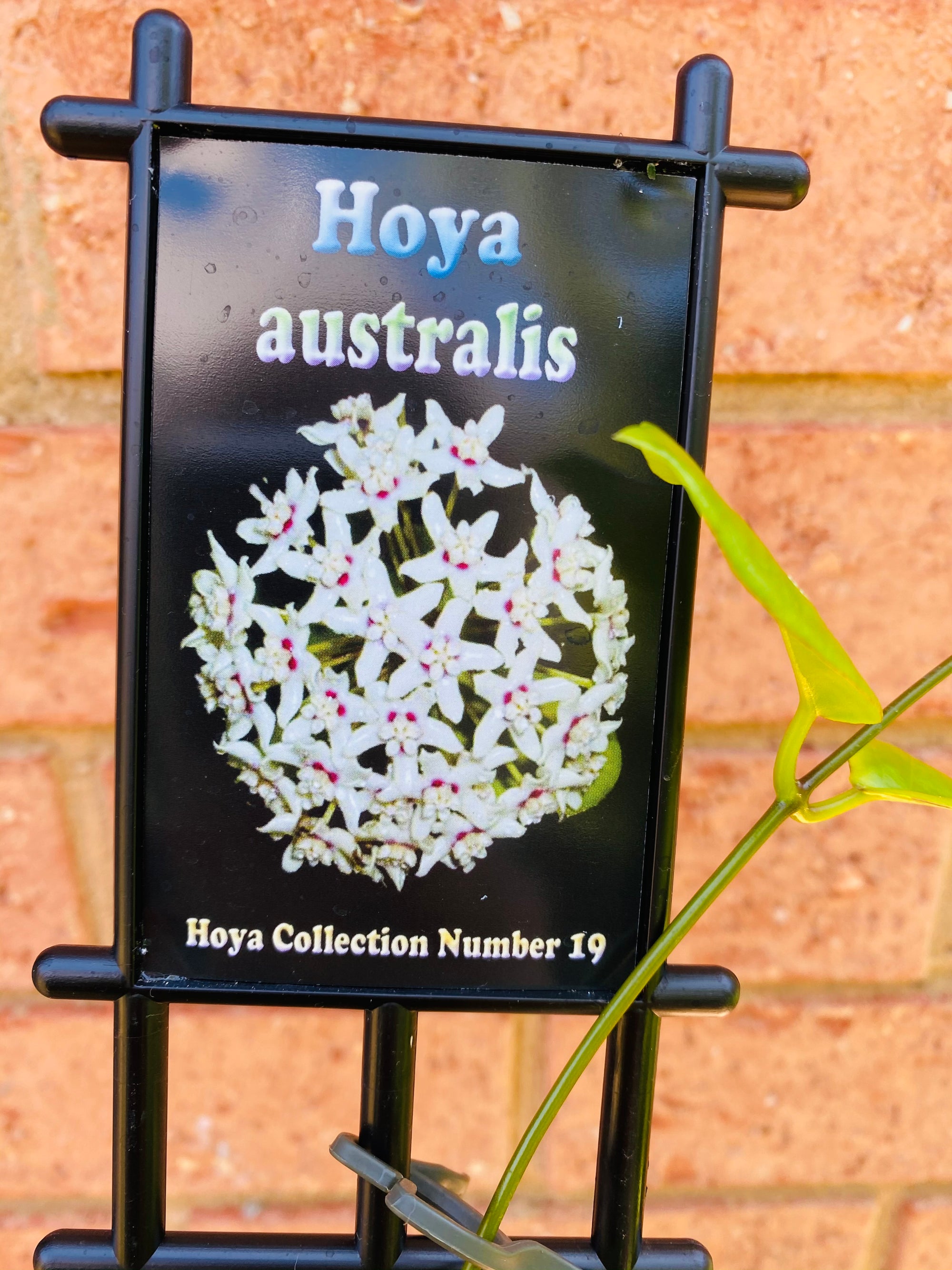 Hoya - Australis Collection No. 19