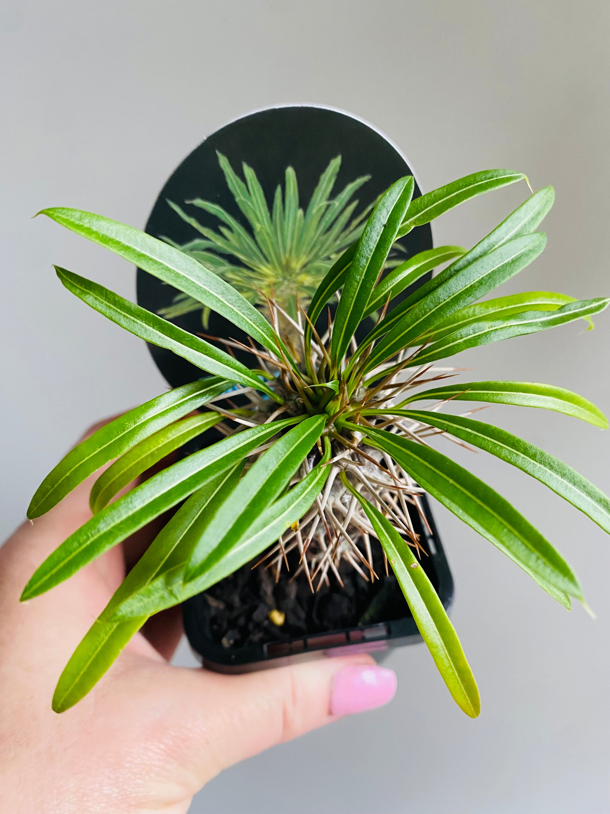 Pachypodium lamerei 'Madagascar Palm'