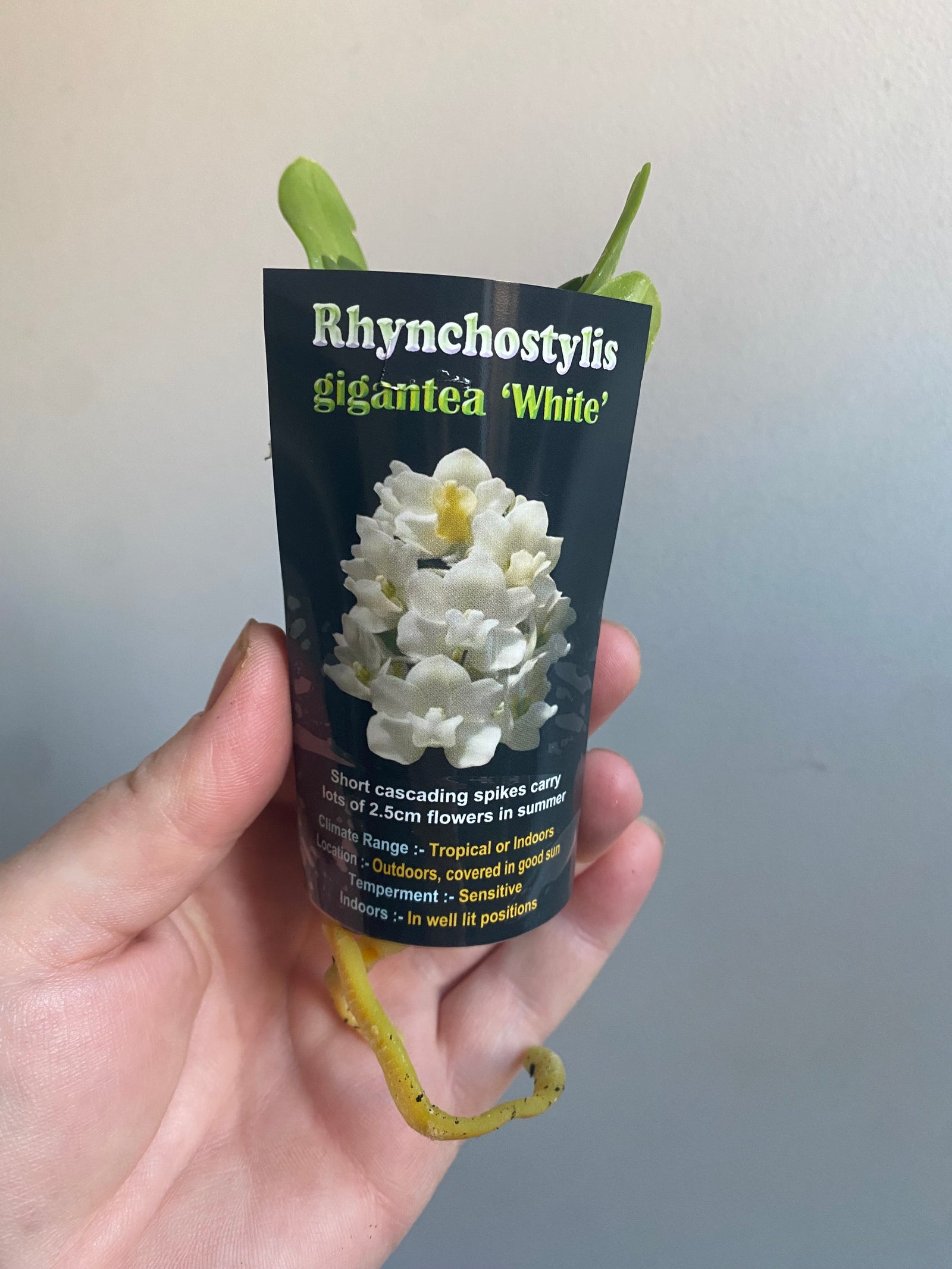 Rhynchostylis gigantea 'White'