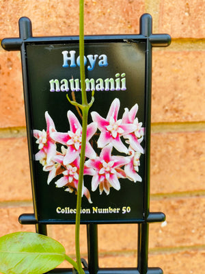 Hoya - Naumanii Collection No. 50