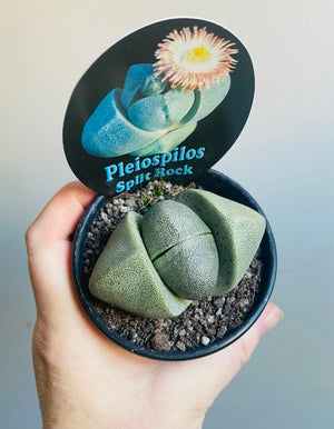 Pleiospilos nellii - Split Rock