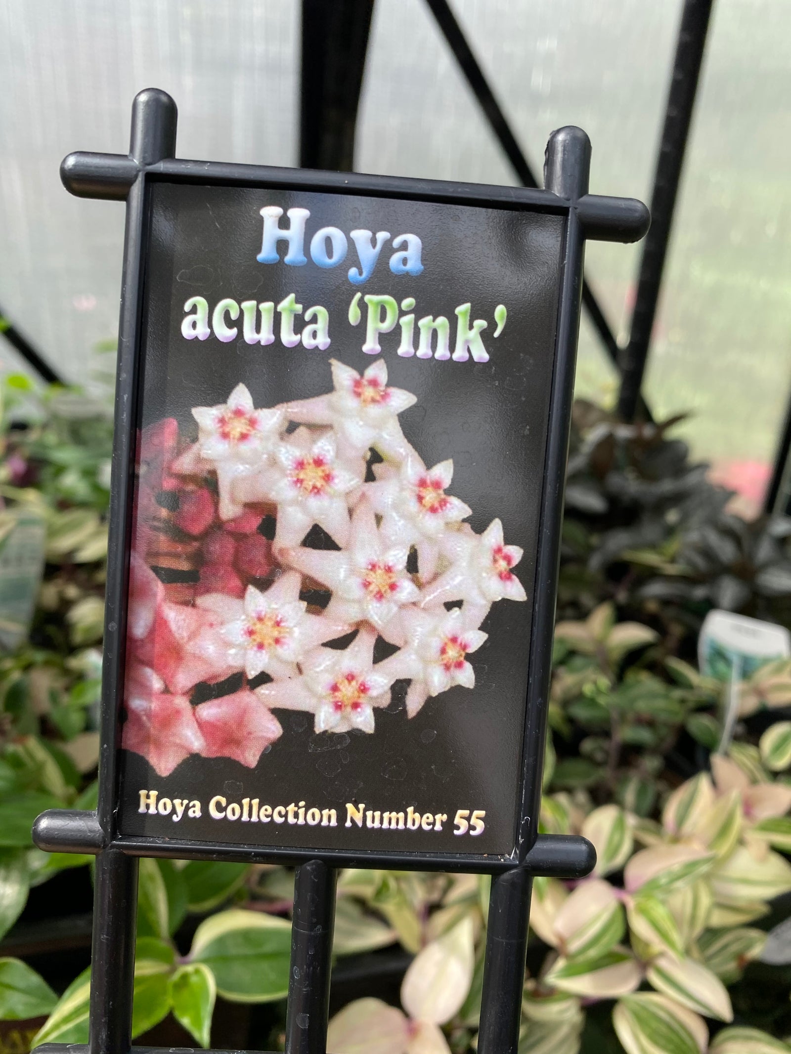 Hoya - Acuta ‘Pink’ Collection No. 55