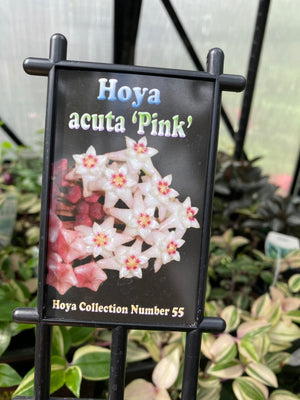 Hoya - Acuta Pink Collection No. 55