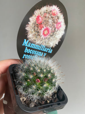 Mammillaria bocasana v roseaflora