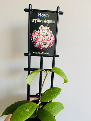 Hoya - Erythrostemma Collection No. 71