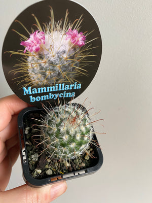 Mammillaria bombycina 'The Bridal Ball'