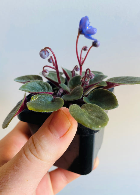 African Violet - Ballet Loni