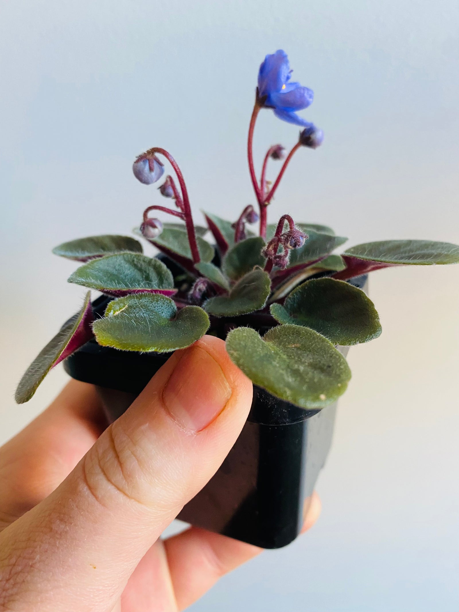 African Violet - Ballet Loni