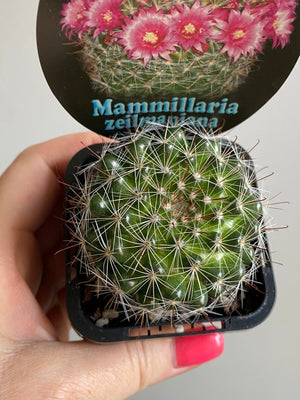 Mammillaria zeilmaniana