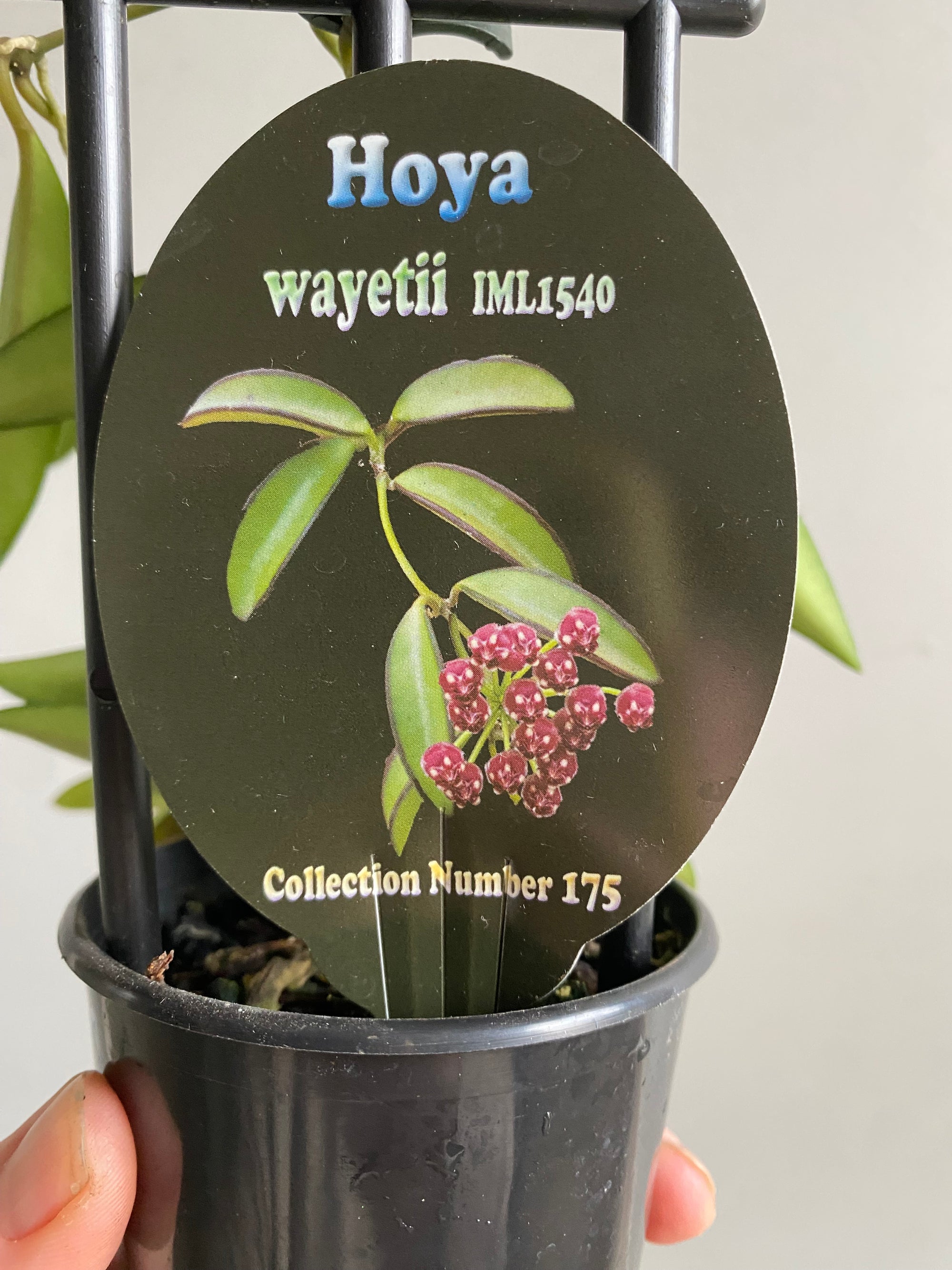 Hoya - wayetii IML1540 Collection No. 175