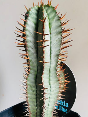 Euphorbia polygona 'Paradisian Blue'