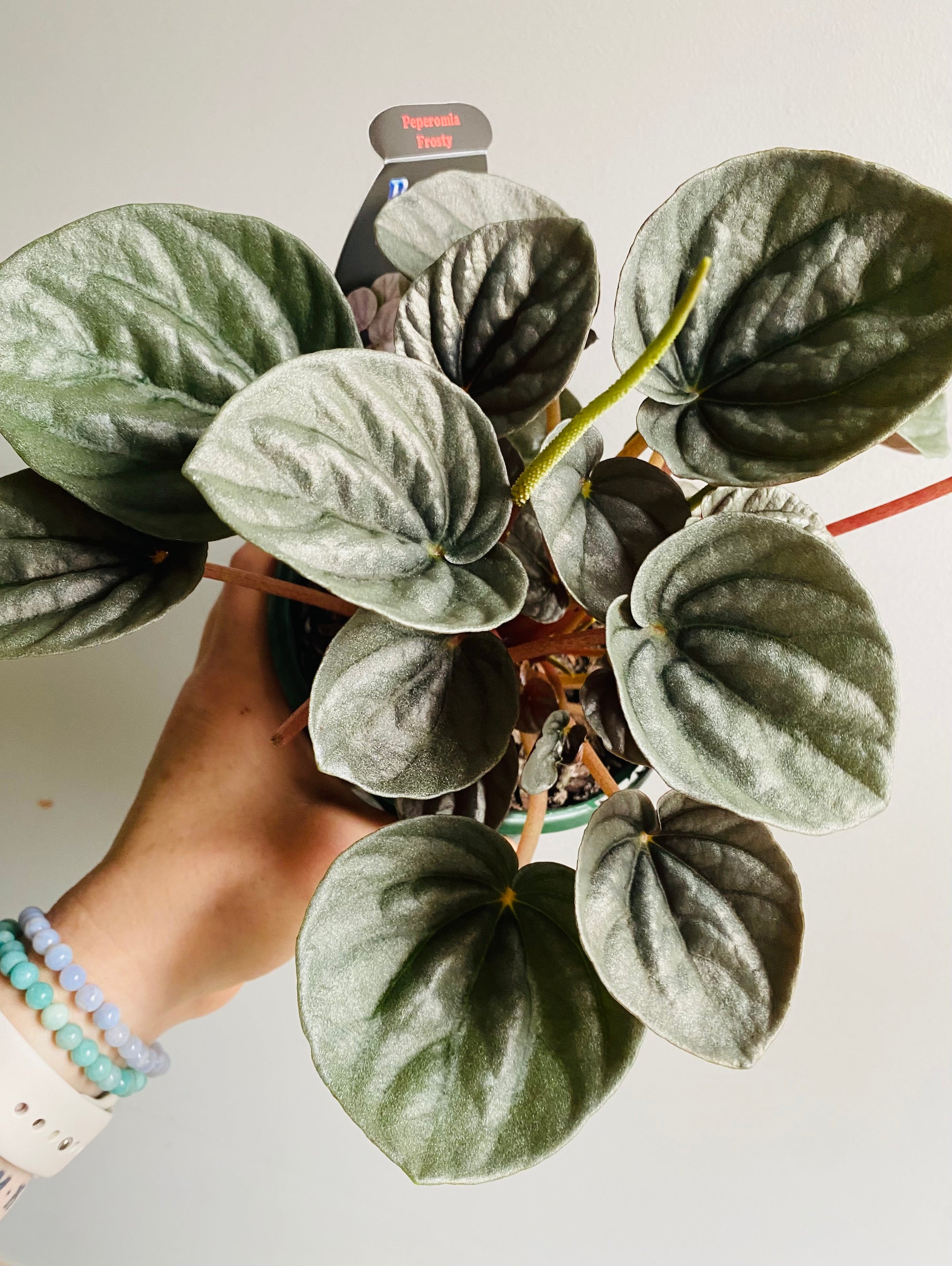 Peperomia - Frosty