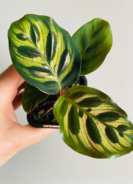 Calathea - Makoyana Peacock