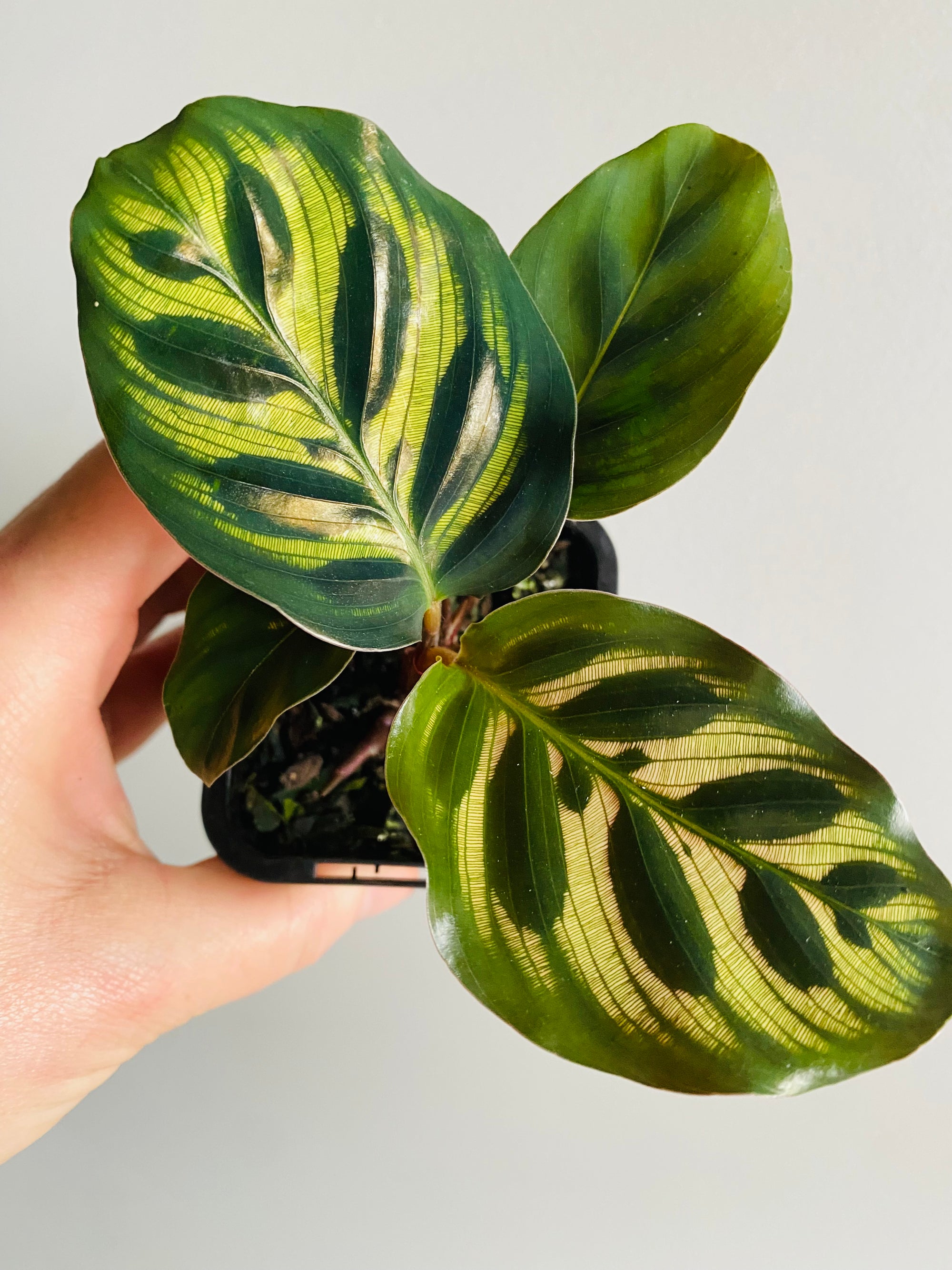 Calathea - Makoyana Peacock