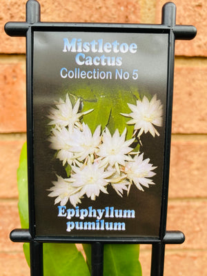 Epiphyllum pumilum - Mistletoe Cactus Collection No. 5