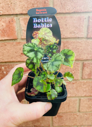 Begonia - Boweri