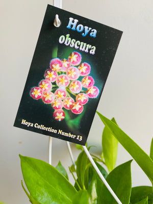 Hoya - Obscura Collection No. 13