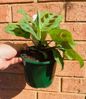 Maranta leuconeura Kerchoveana Variegata