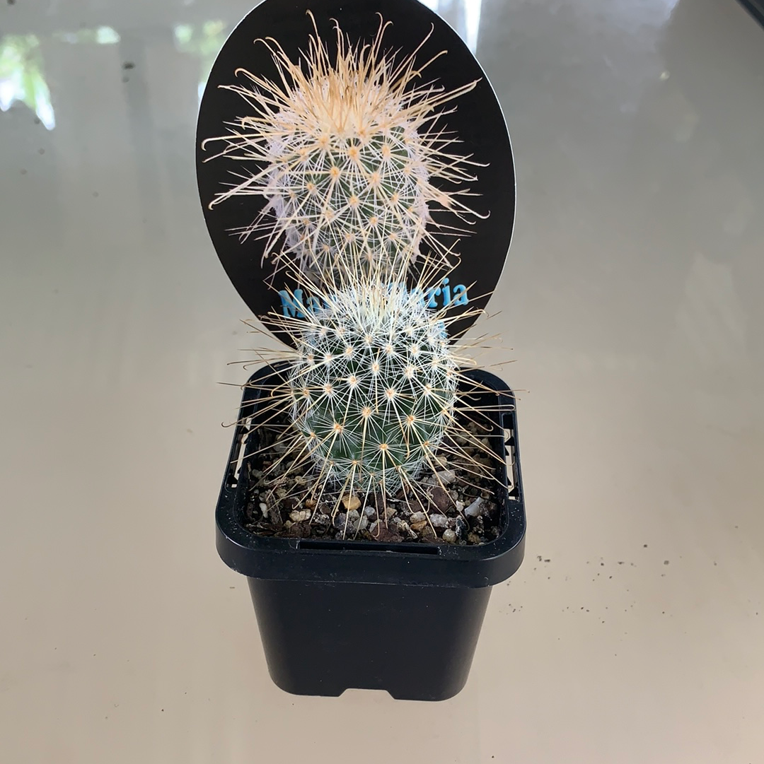 Mammillaria magnifica