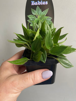 Peperomia - Paradisian 'Jade'