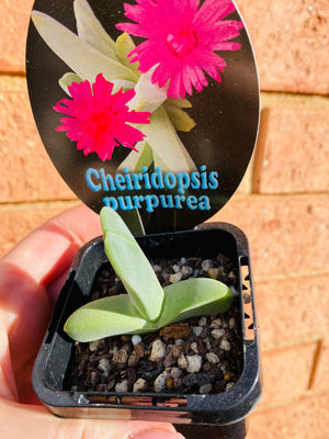 Cheiridopsis purpurea