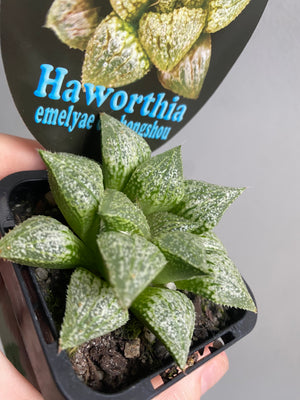 Haworthia emelyae cv. 'Hongshou' No 24