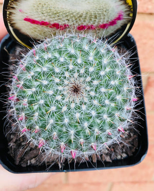 Mammillaria hahniana 'Old Lady Cactus'