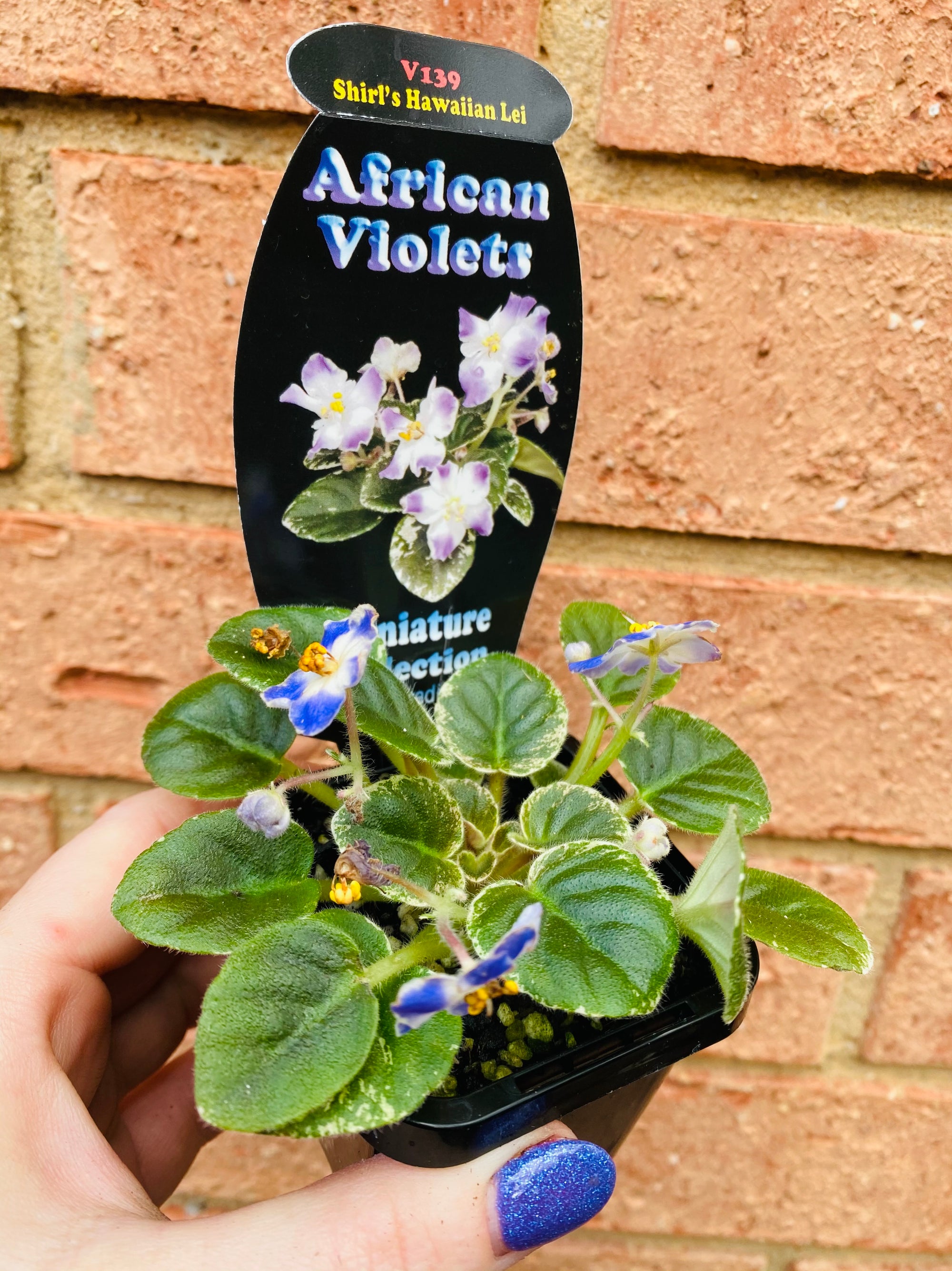 African Violet - Shirl’s Hawaiian Lei