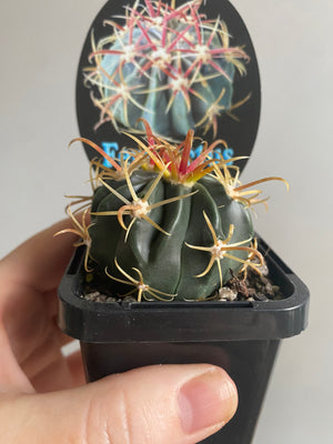 Ferocactus latispinus