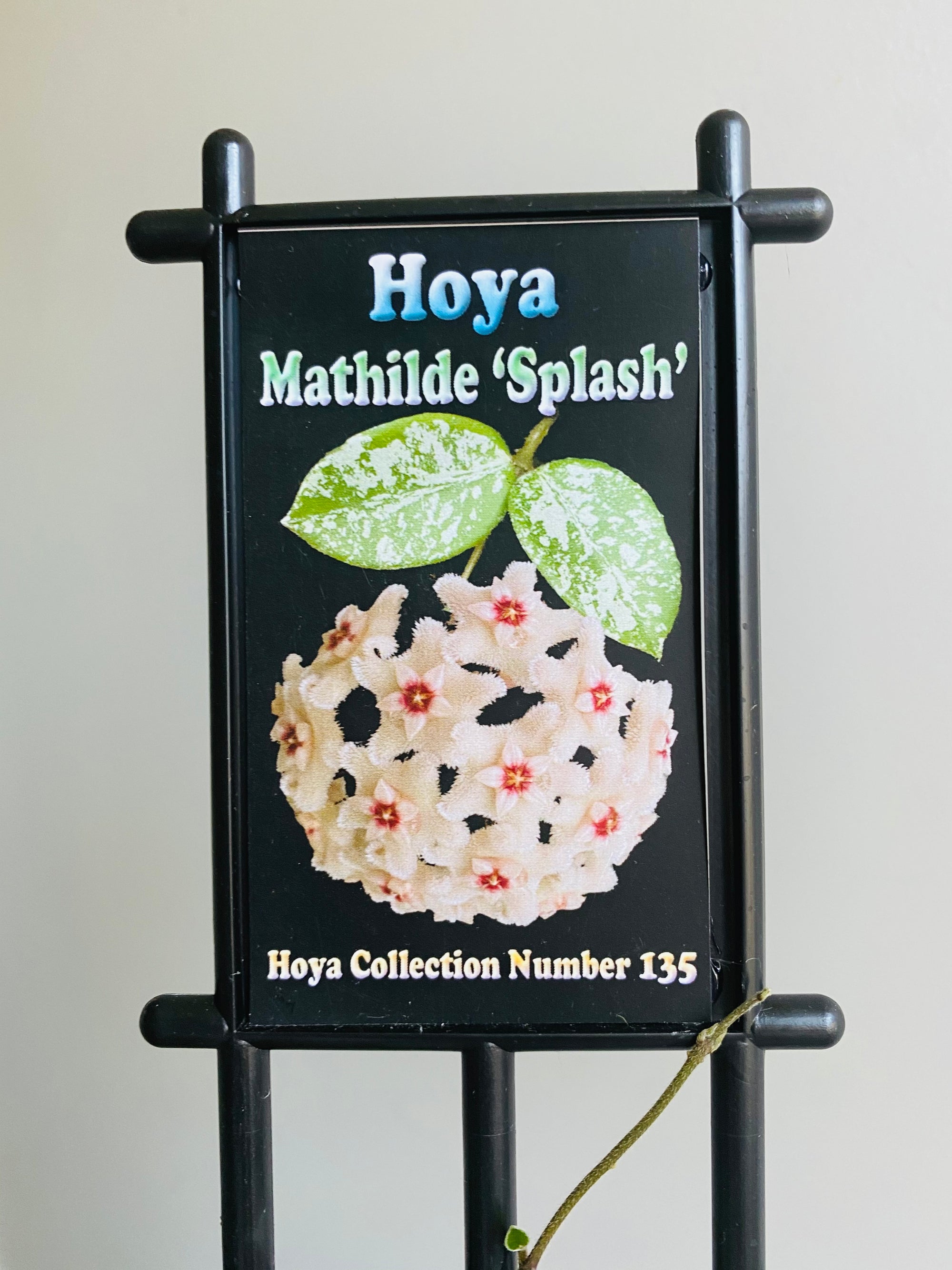 Hoya - Mathilde Splash Collection No. 135 (carnosa x serpens (splash))