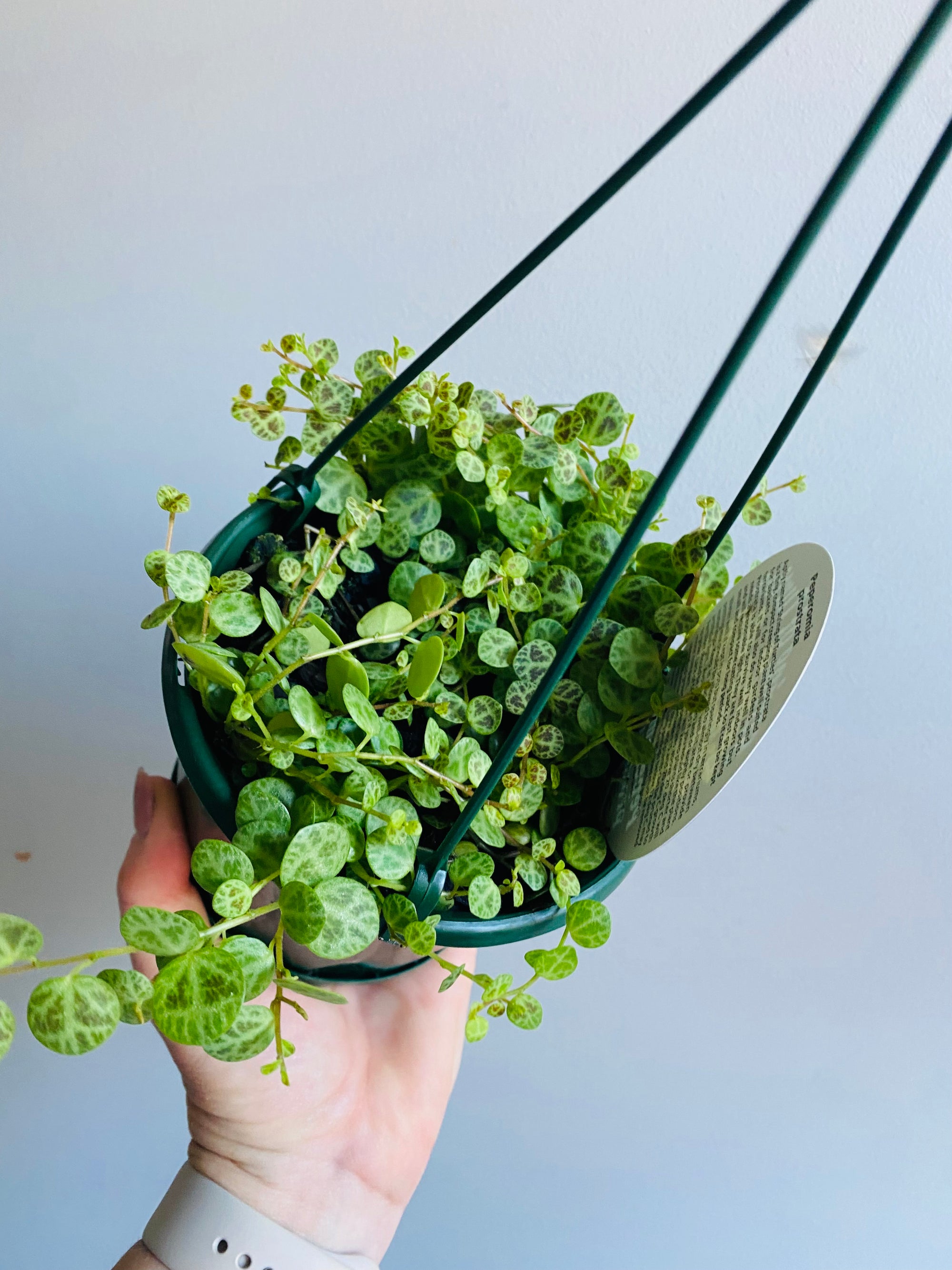 Peperomia prostrata - String of Turtles aka Jade Necklace