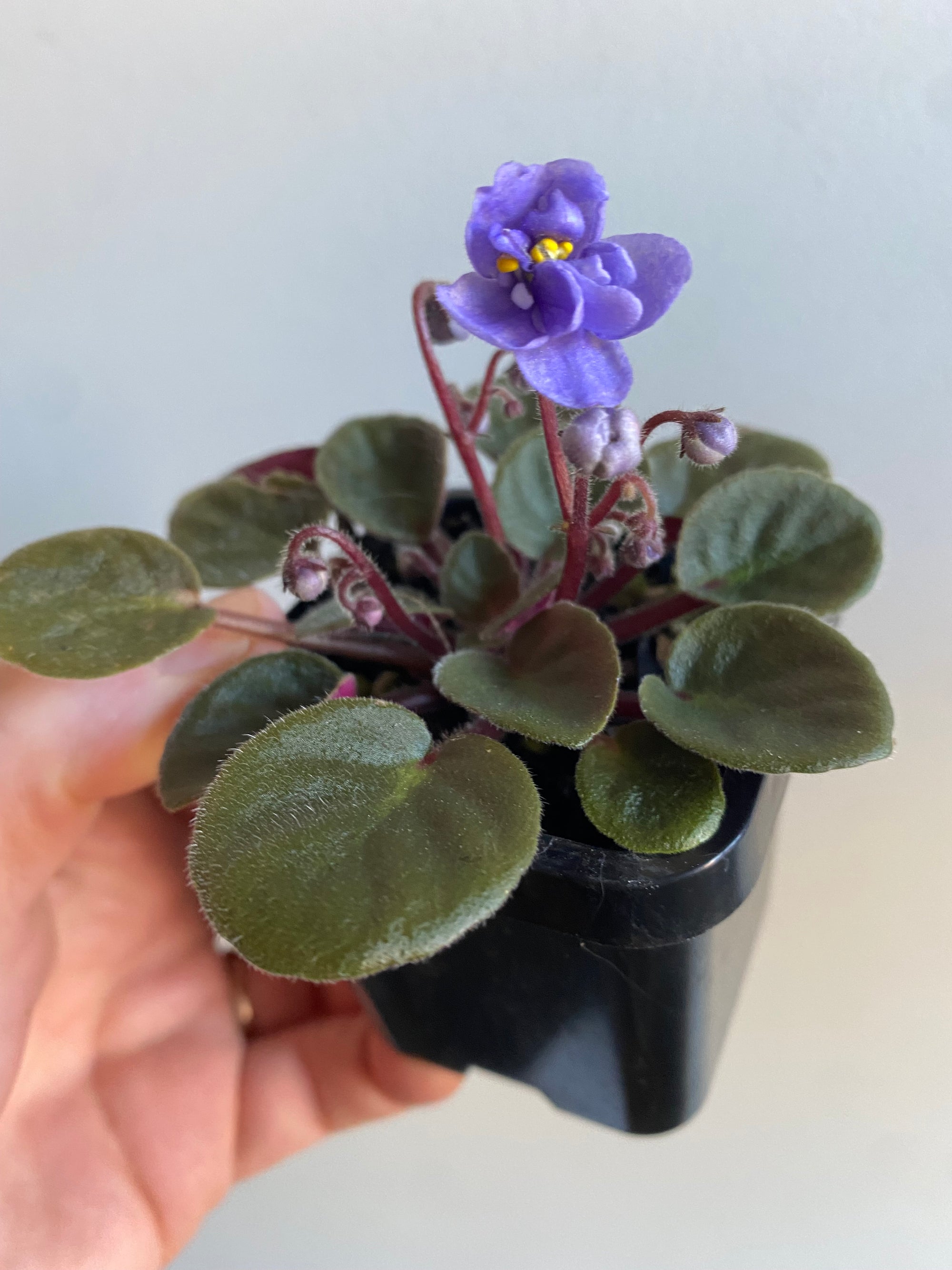 African Violet - Ballet Loni