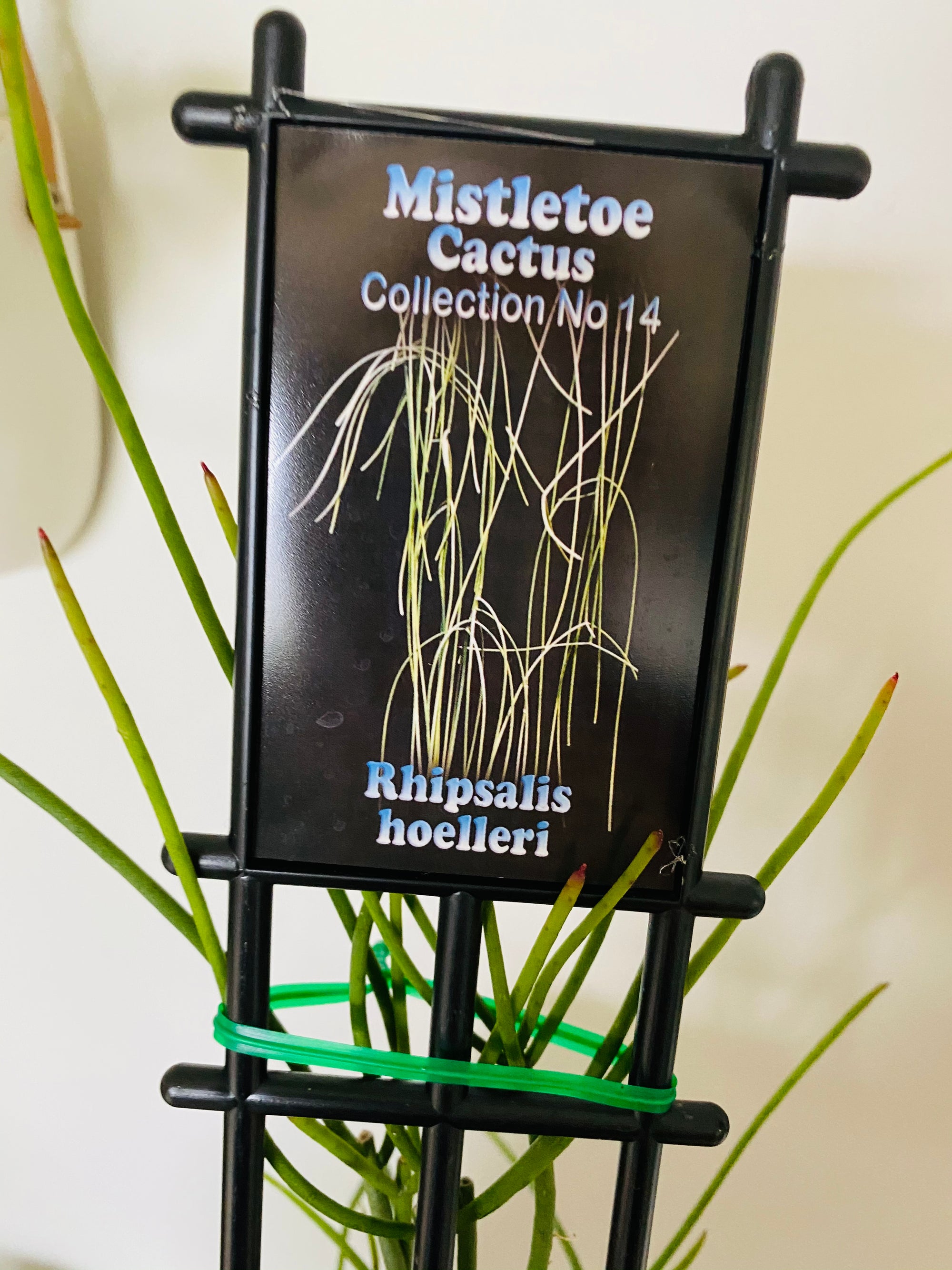 Rhipsalis Hoelleri - Mistletoe Cactus Collection No. 14