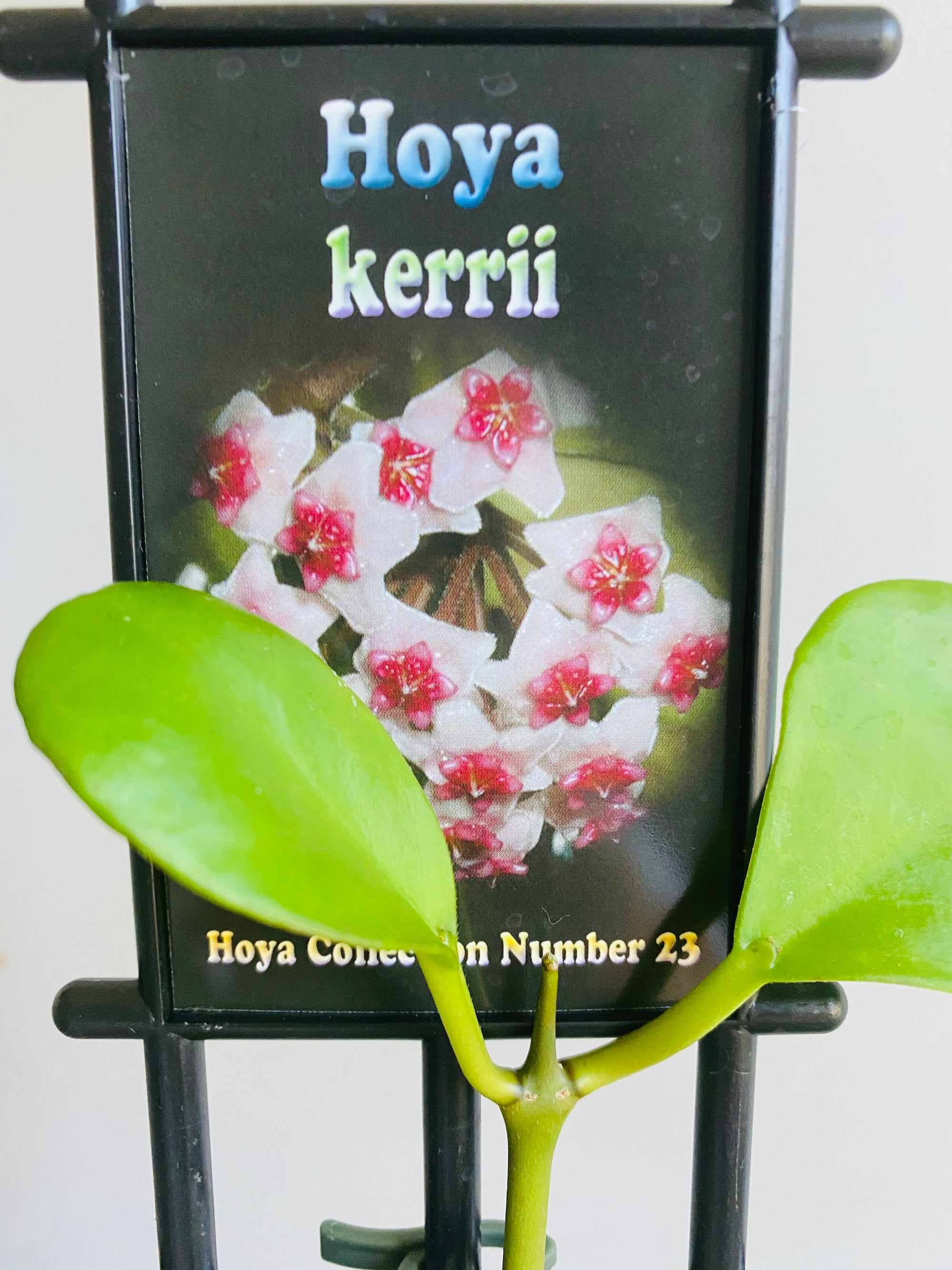 Hoya - Kerrii Collection No. 23