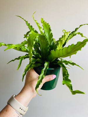 Asplenium antiquum cultivar - 'Victoria' Japanese Bird's Nest Fern