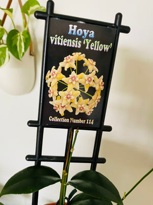 Hoya - Vitiensis 'Yellow' Collection No. 114